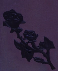 měď růže